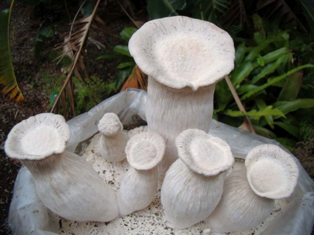 Мицелий Вешенки Чаудинский гриб (Pleurotus nebrodensis)